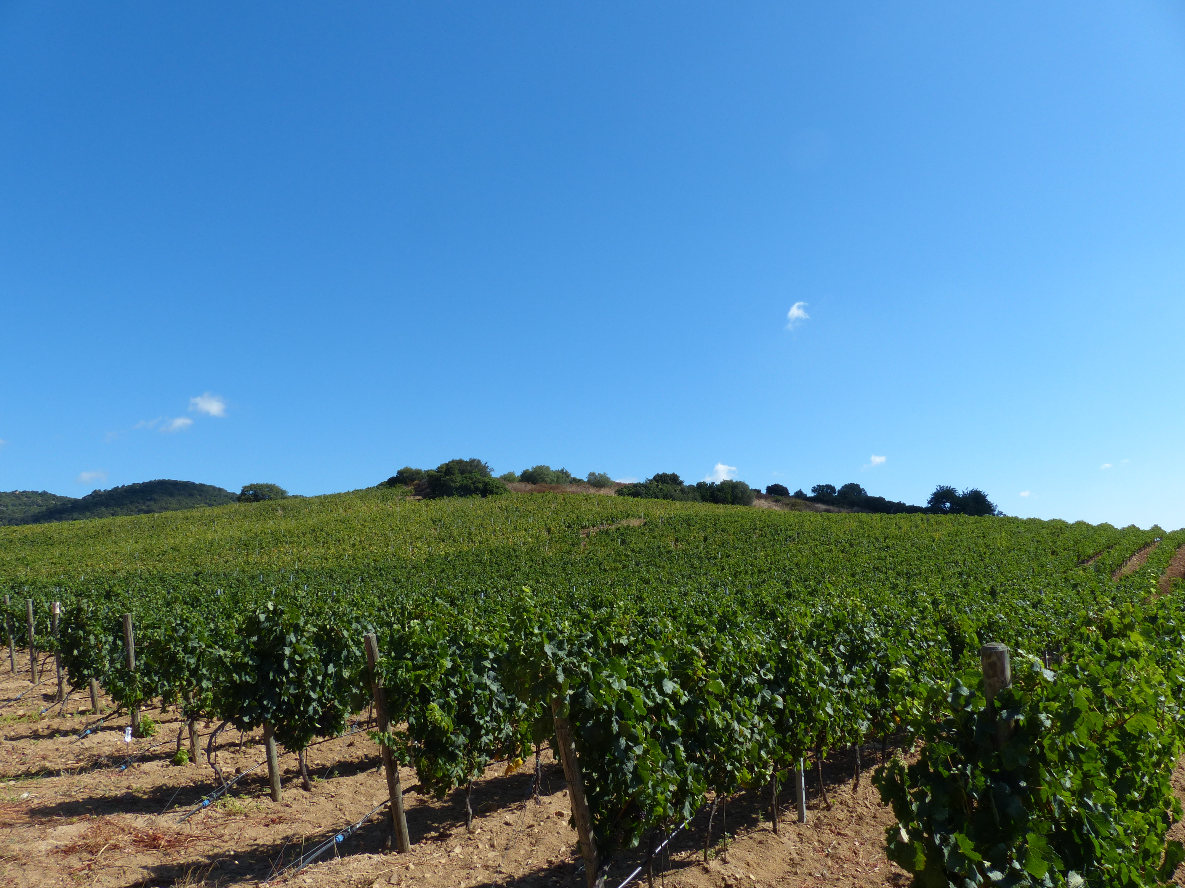 Vigneti di Castiadas